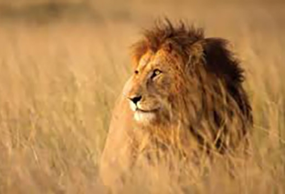 Львы исчезли с 95 процентов исторического ареала в Африке