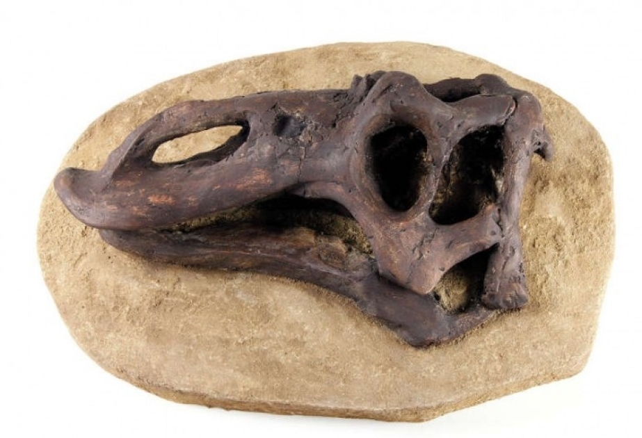 In Thailand von Paläontologen Überreste eines bisher unbekannten Raubsauriers ausgegraben