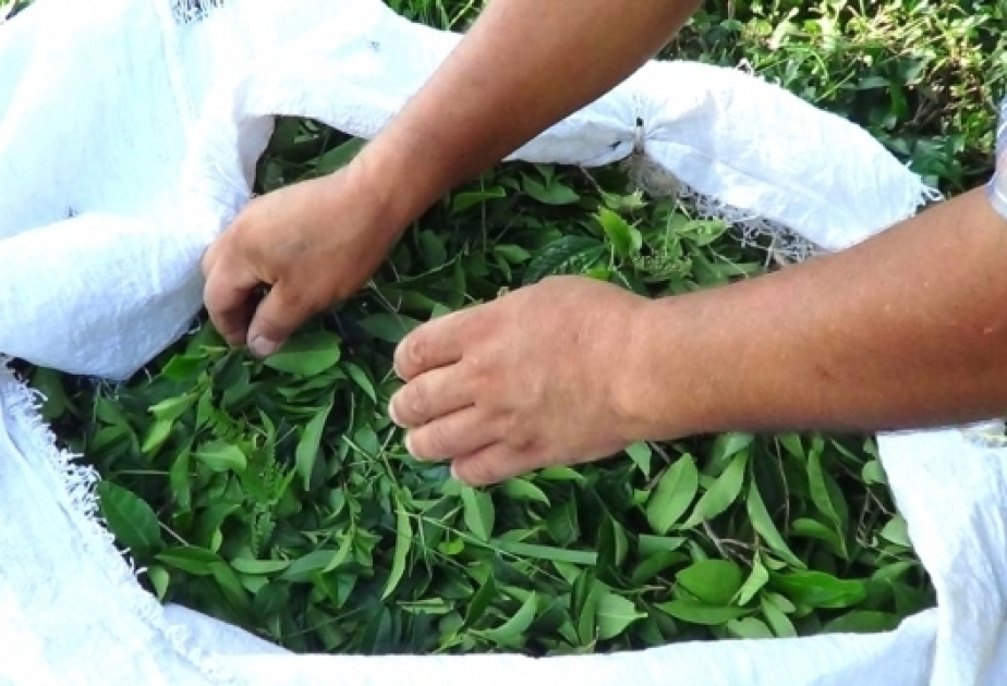 Tee export aus Aserbaidschan gesunken