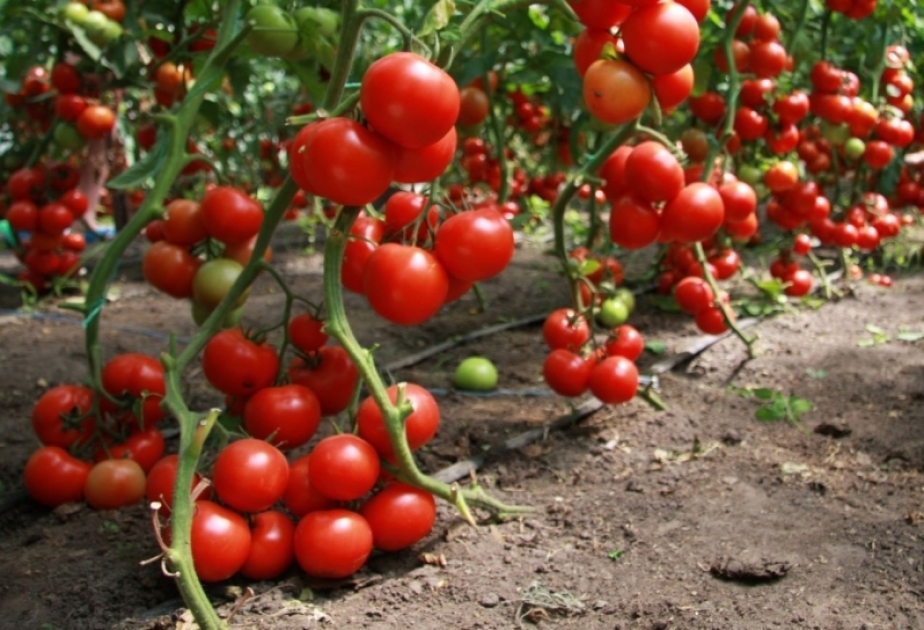 Salyanda istixanalardan 953 tondan çox pomidor yığılıb