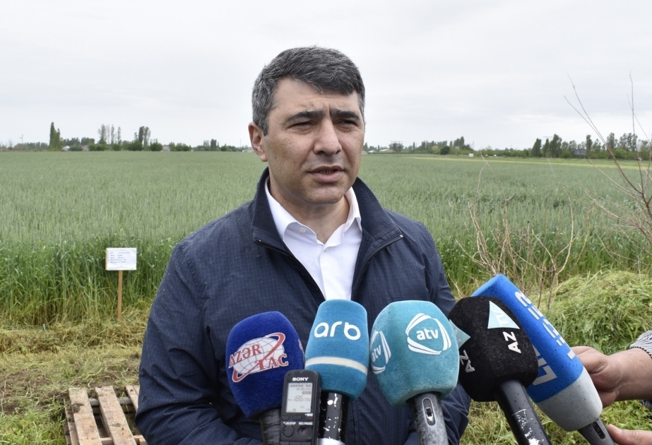 Ministro de Agricultura: “No hay problemas con el suministro de alimentos en Azerbaiyán”