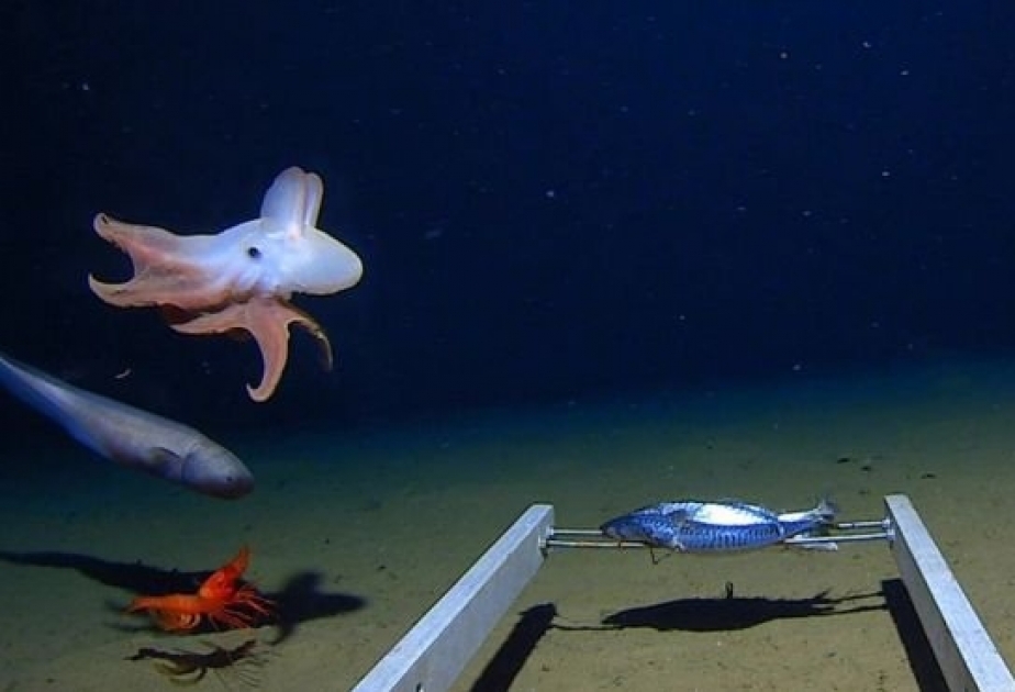 Осьминогов Дамбо нашли на рекордной глубине в Индийском океане