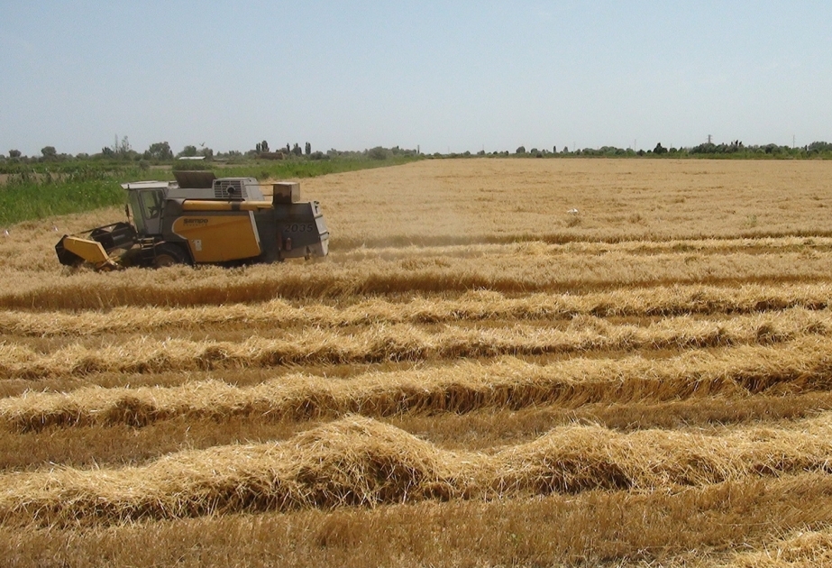 Durante el régimen de cuarentena reforzada, la cosecha de granos continuará en los tres distritos