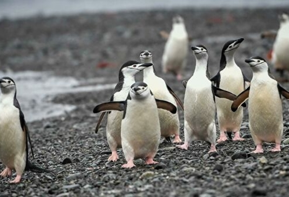 Antarktidada iqlim dəyişikliyi səbəbindən pinqvinlərin tezliklə yoxa çıxacağı proqnozlaşdırılır