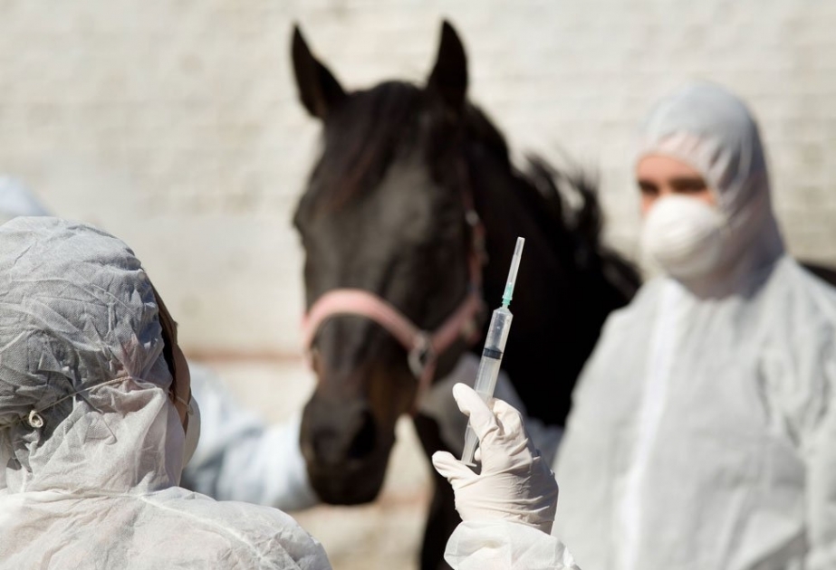 Бразилия изучает сыворотку с лошадиными антителами для борьбы с новым коронавирусом