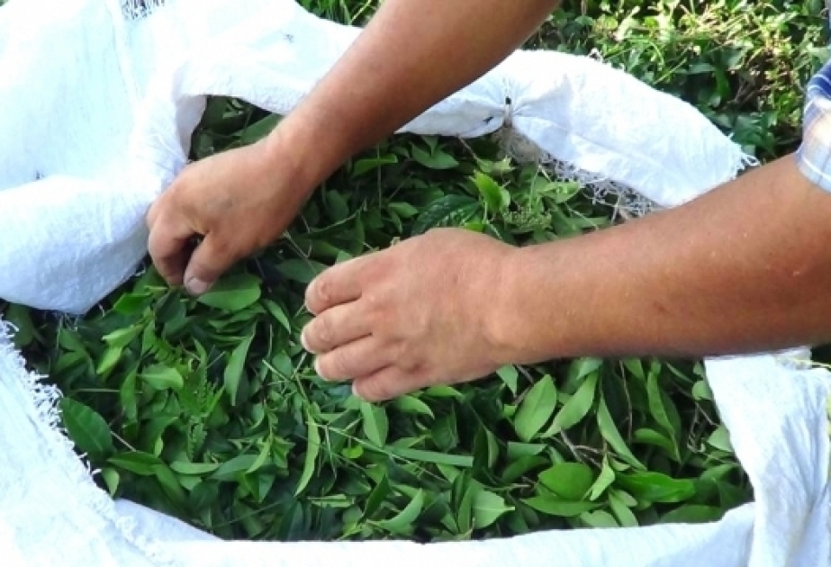 L’Azerbaïdjan a diminué ses exportations de thé