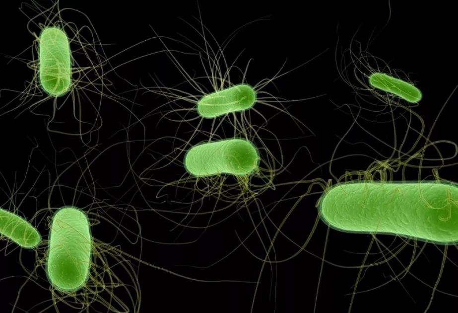10 самых опасных бактерий