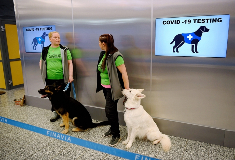 Helsinki aeroportunda koronavirus itlərin vasitəsilə yoxlanacaq