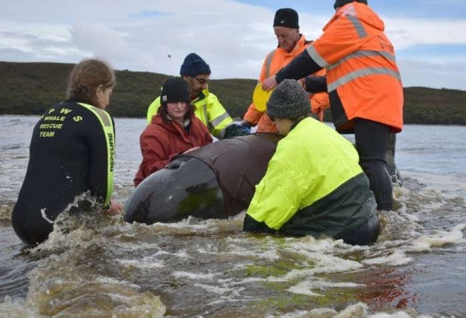 В Тасмании закончили операцию по спасению севших на мель дельфинов-гринд