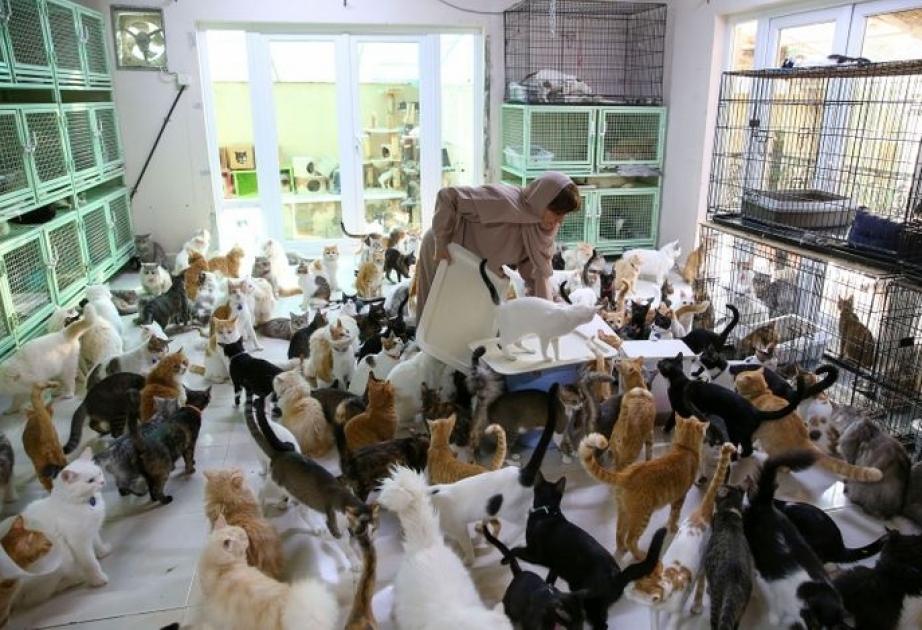 Eine Omanerin lebt mit fast 500 Katzen in einem Haus