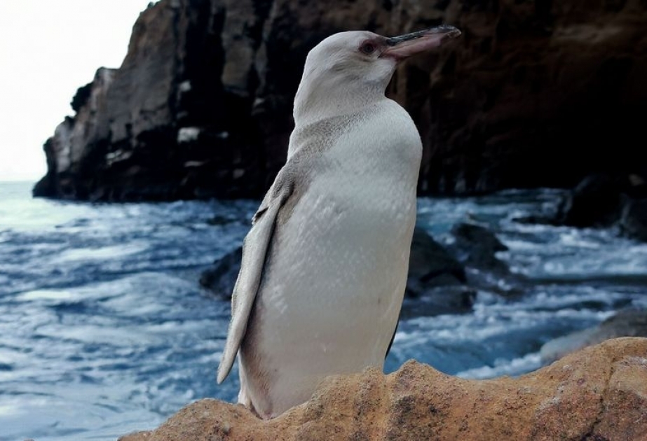 Auf den Galapagos-Inseln seltener, komplett weißer Pinguin entdeckt
