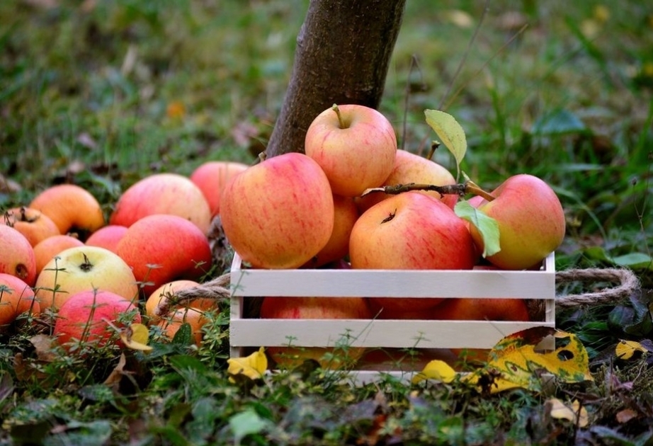 L'Azerbaïdjan a exporté plus de 14 000 tonnes de pommes en trois mois