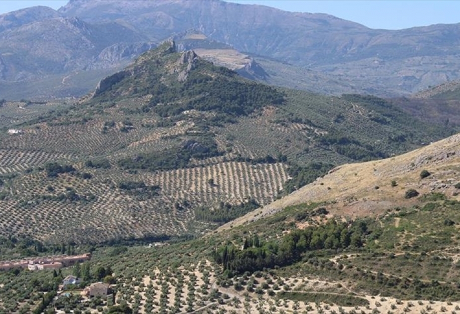 España propone al olivar de Jaén como candidato para ser patrimonio mundial de la Unesco
