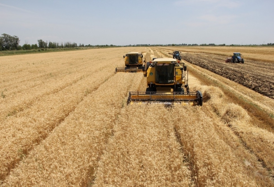 مزارعو الحبوب في ترتر يحصدون إلى اليوم 7ر9830 طن من المحصول