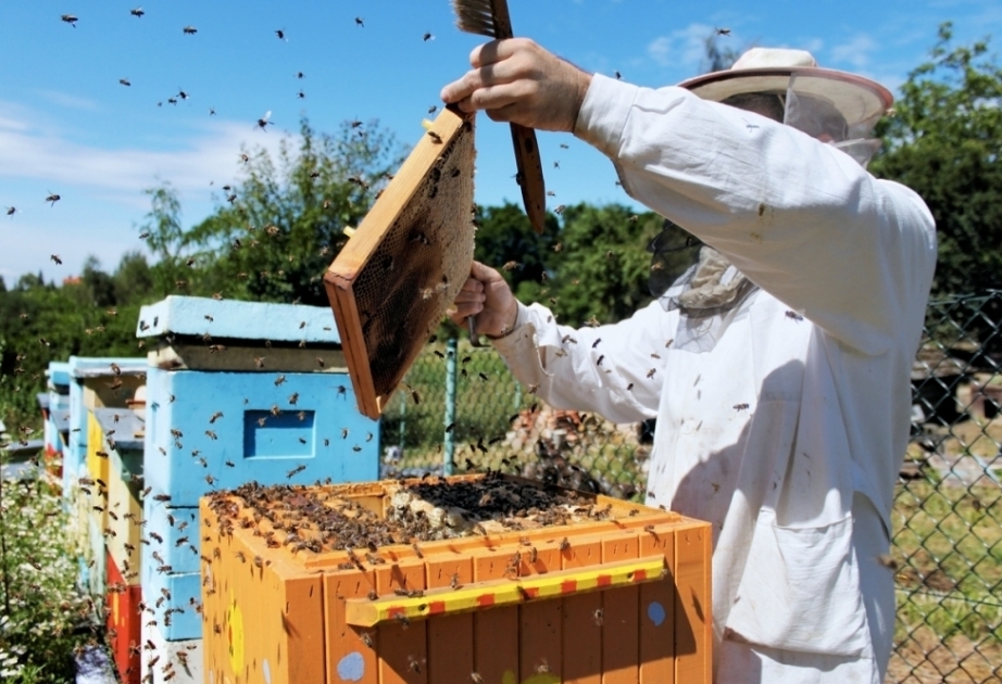 Les apiculteurs devraient obtenir plus de 18 tonnes de miel dans la région de Goboustan