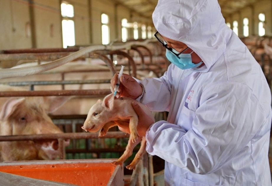 Дания предпринимает срочные меры для предотвращения распространения африканской чумы свиней из соседней Германии