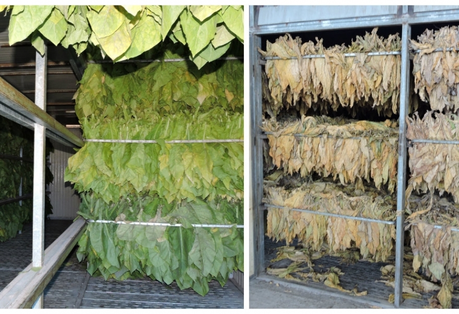 Şəkili fermerlər indiyədək 3820 ton quru tütün istehsal ediblər