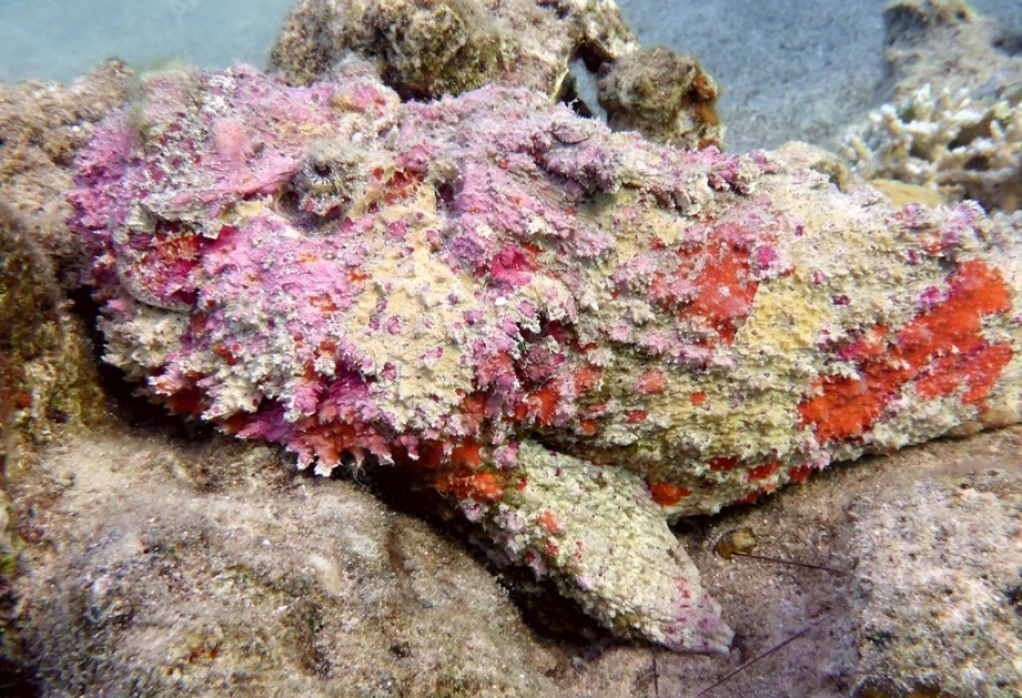 Stonefish - a silent assassin of tropical waters, world’s most venomous fish