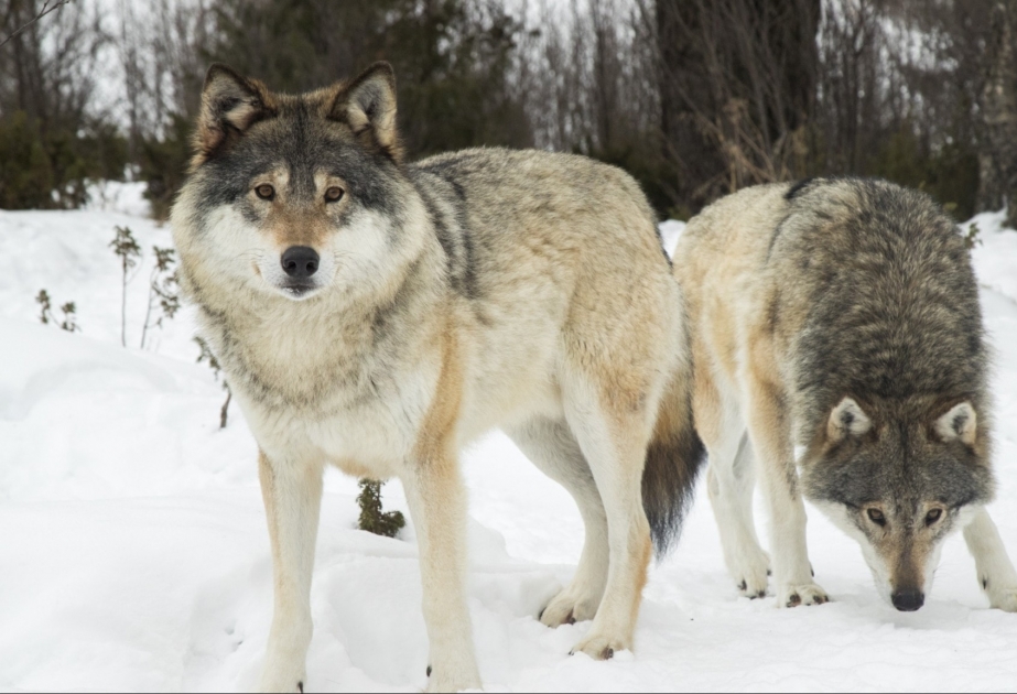 Шведское правительство намерено вдвое сократить популяцию волков на территории страны
