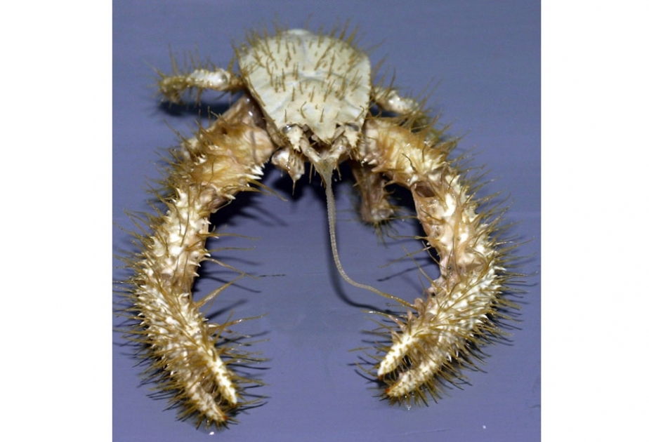 Yeti crab - a strange-looking creature endemic to severe Antarctica