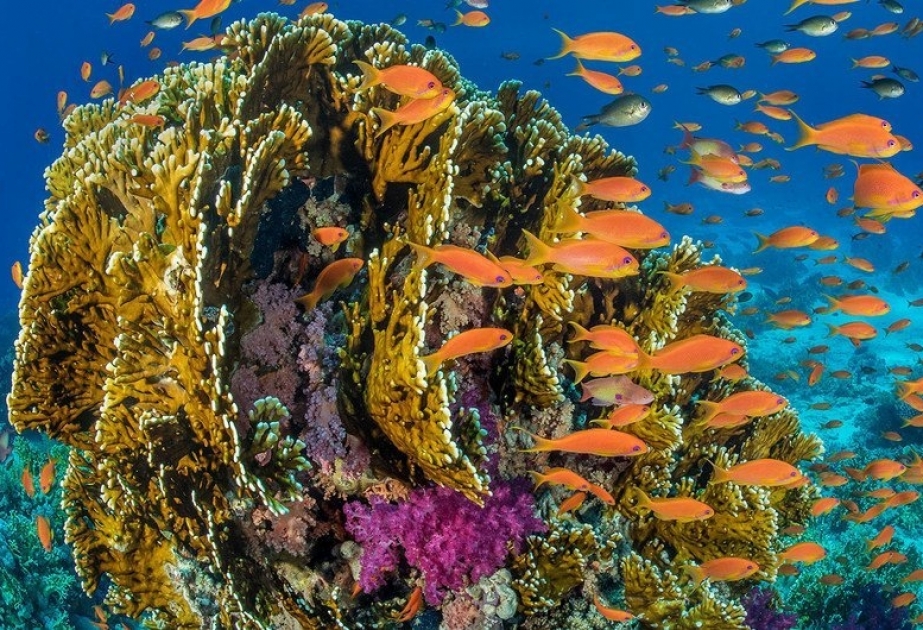Научные исследования крайне важны для сохранения богатств мирового океана