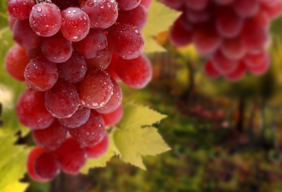 Красный виноград отлично снижает уровень холестерина