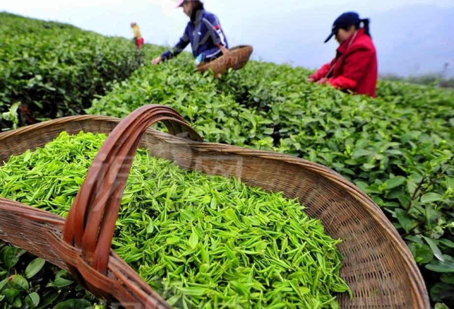Azerbaïdjan : les exportations de thé ont augmenté de près de deux fois