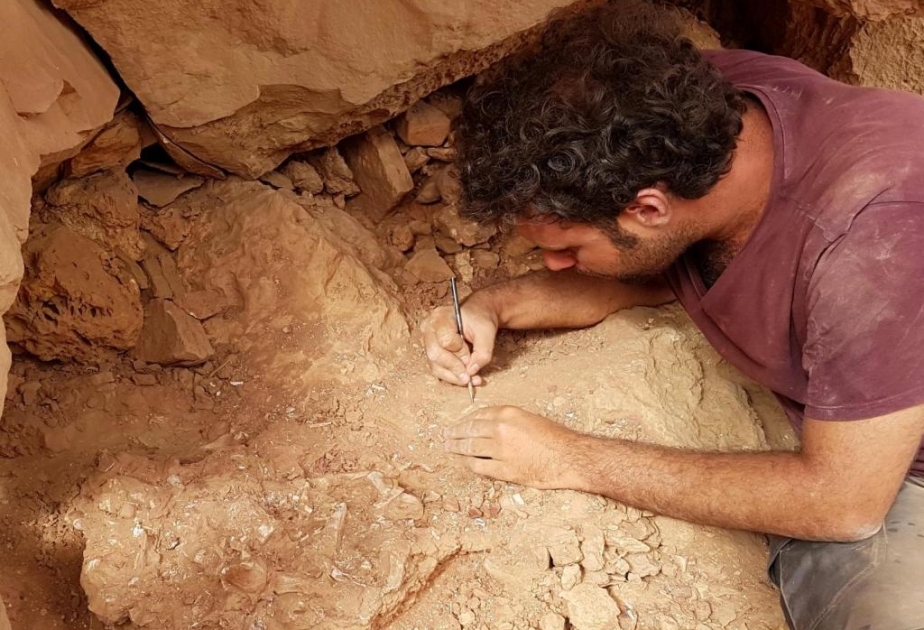 In Rumänien Paläontologen die Überreste eines bislang unbekannten Zwergsauriers gefunden