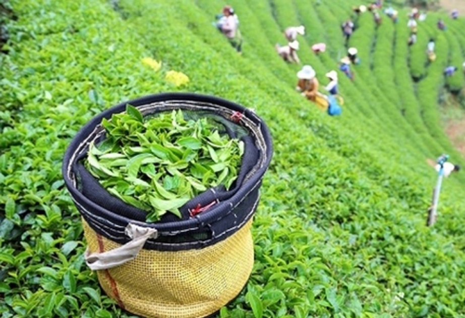 L’Azerbaïdjan a légèrement accru ses importations de thé