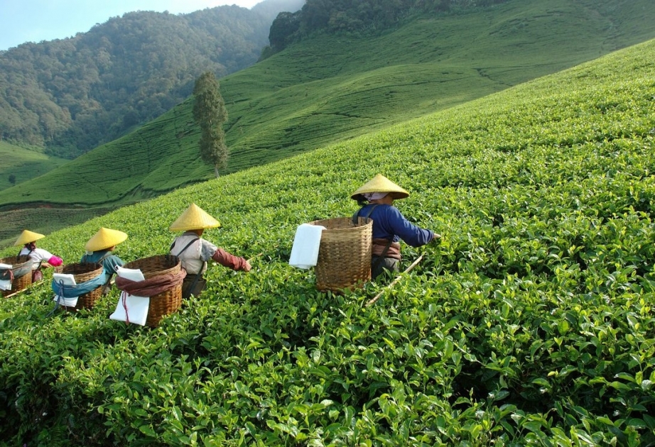 Les techniques traditionnelles de transformation du thé en Chine inscrites sur la liste du patrimoine culturel immatériel de l'UNESCO