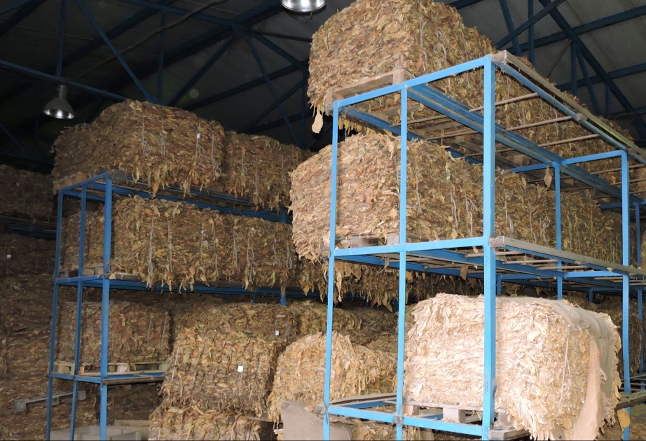 Qaxlı fermerlər indiyədək emal məntəqələrinə 2841 ton yaş tütün təhvil veriblər
