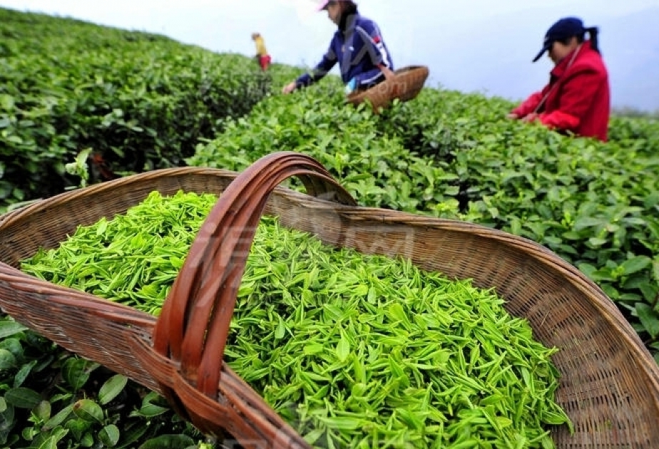 Teeexport in Aserbaidschan gestiegen