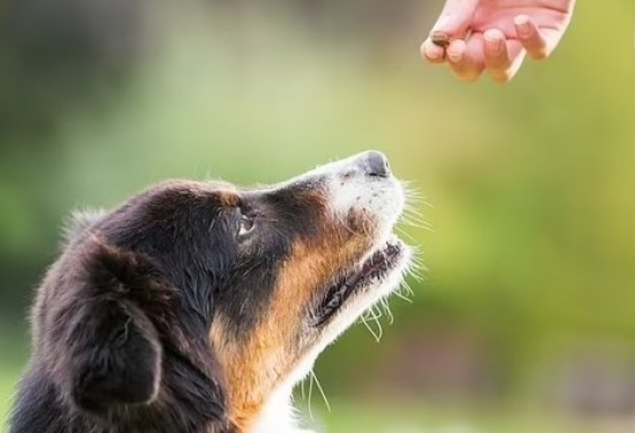 Собаки могут различать жестоких и неуклюжих людей
