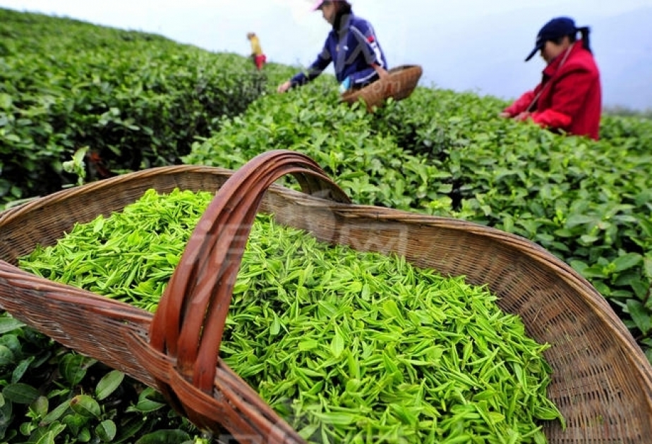 Les exportations azerbaïdjanaises de thé ont connu une progression