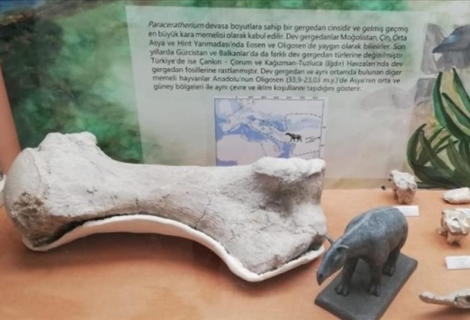 Giant rhinoceros fossils found in Turkish Anatolia