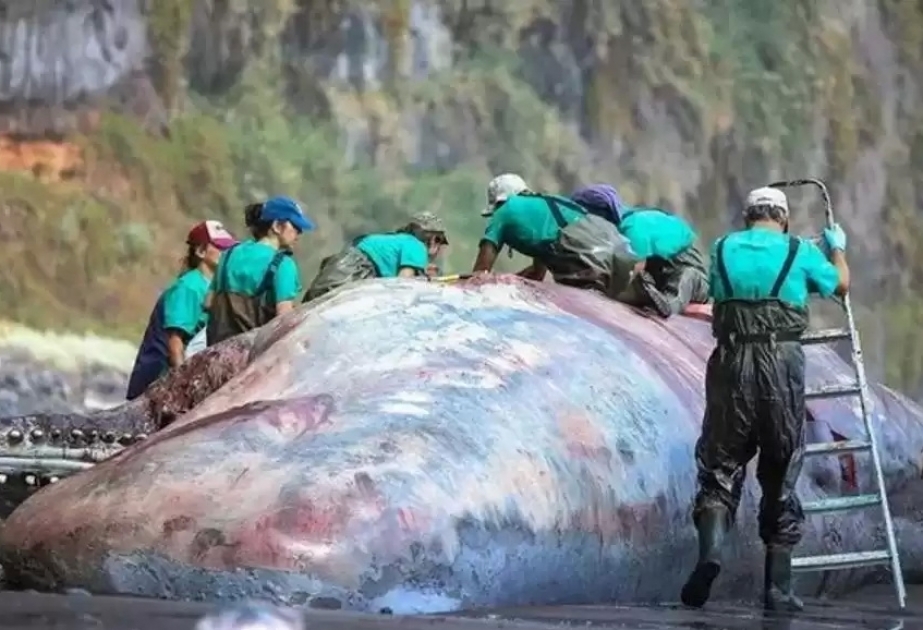 Ölü balinanın mədəsində 500 min avro dəyərində “üzən qızıl” tapılıb