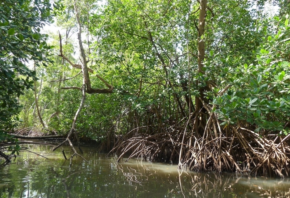 UNESCO’s Director-General appeals to world community on occasion of International Day for Conservation of Mangrove Ecosystem