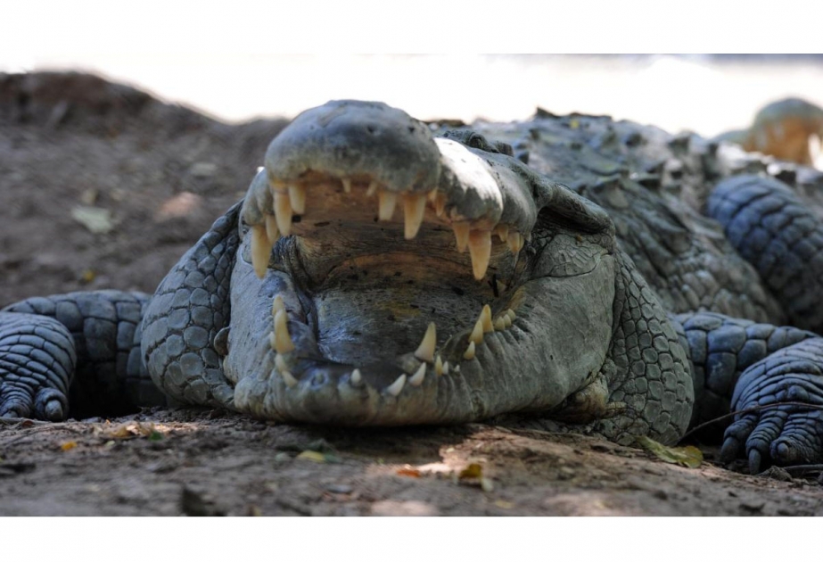 Ministerium in Australien wegen Krokodilangriffs verklagt