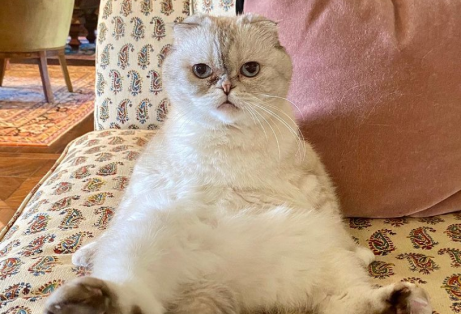 Кошка Тейлор Свифт вошла в список самых богатых домашних питомцев мира