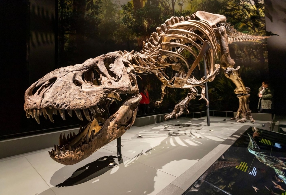 Tyrannosaurus rex gibt Paläontologen noch immer Rätsel auf
