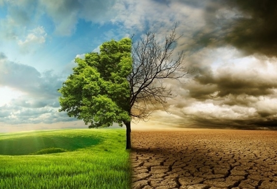 COP29: Азербайджанская модель в борьбе с изменением климата