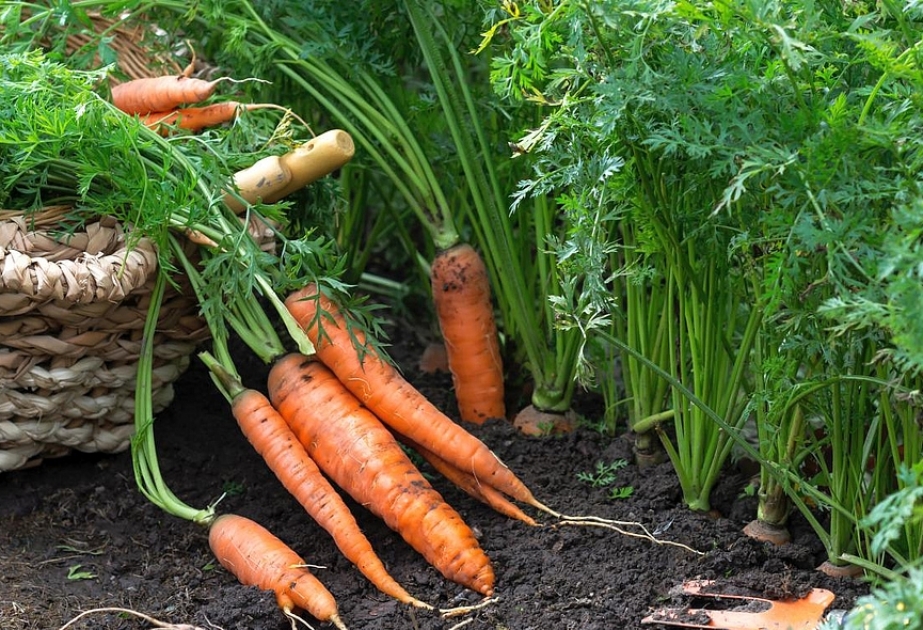 Wie gesund ist die Karotte?