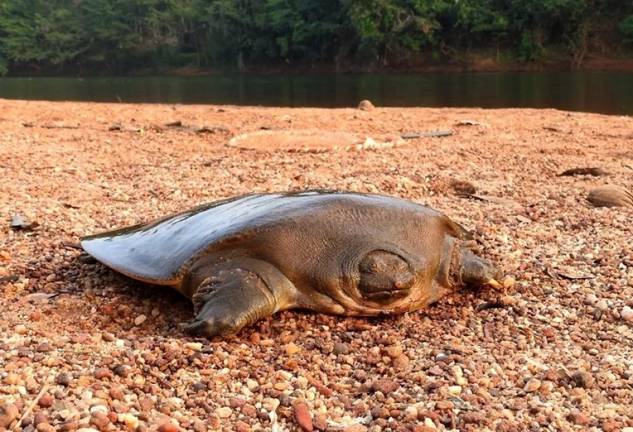 In Indien seltene Schildkrötenarte der Welt entdeckt