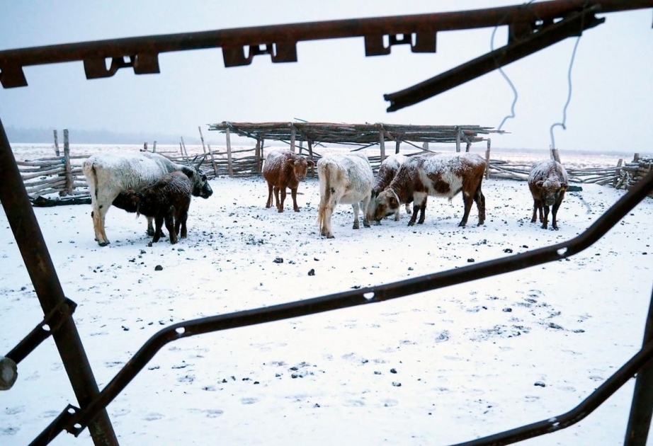 Extremwinter lässt 1,5 Millionen Herdentiere in der Mongolei verenden