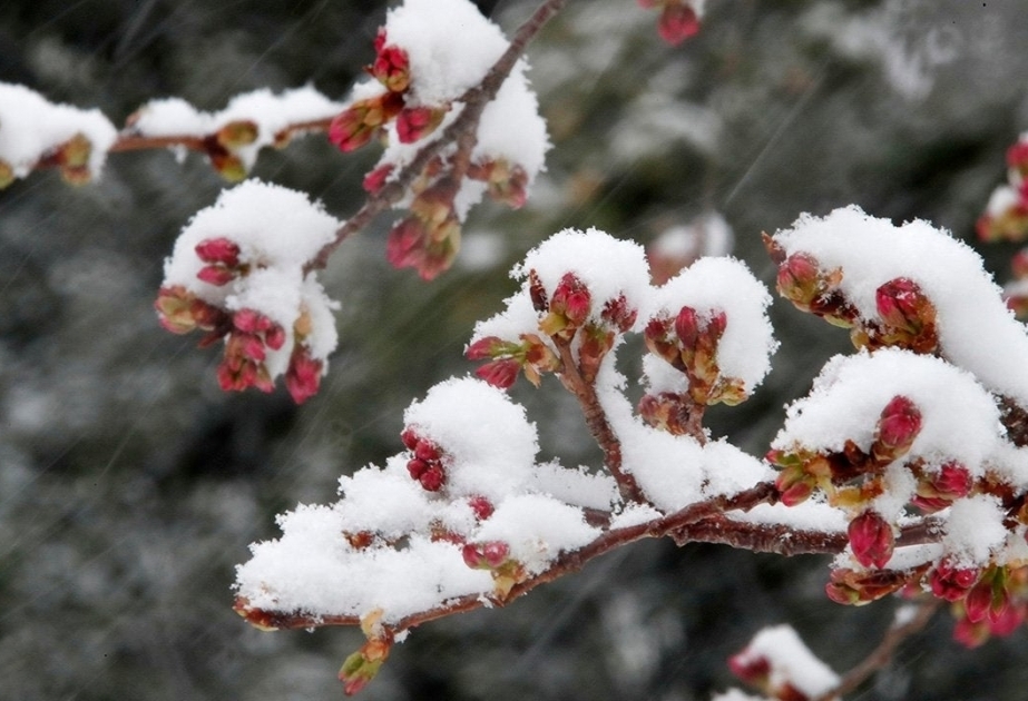 В первый день праздника Новруз в столице пройдут дожди, в горных и предгорных районах выпадет снег