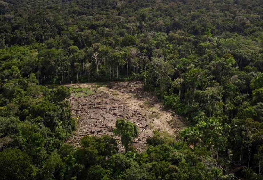 Brasilien: Abholzung im Amazonas-Regenwald deutlich zurückgegangen