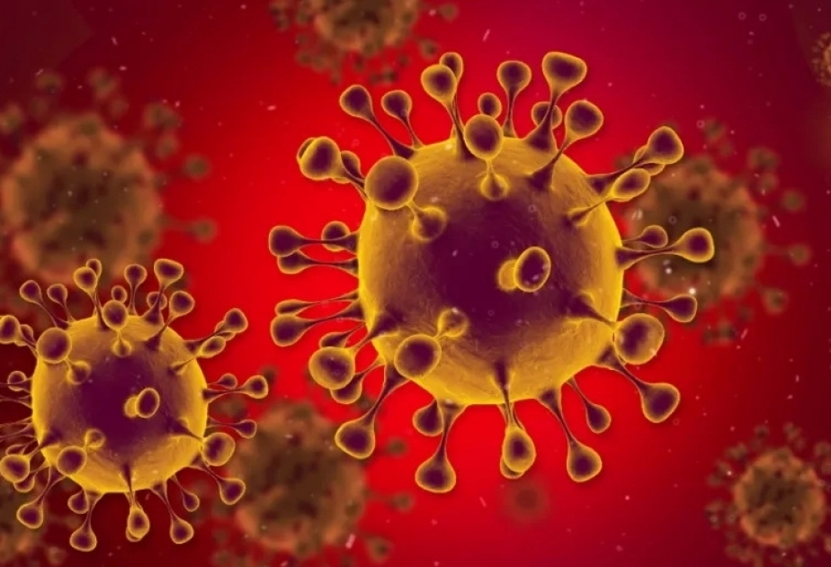 Der Mensch überträgt doppelt so viele Viren auf Tiere wie umgekehrt