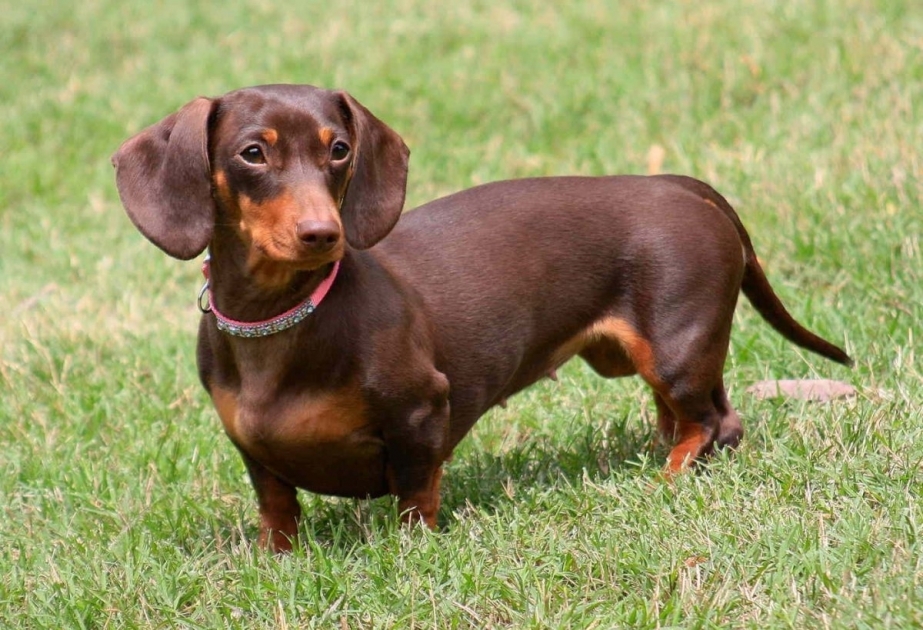 Sausage dogs are here to stay! Germany denies it's planning to ban dachshunds