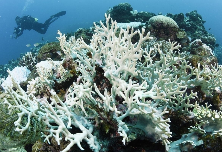 Coral reefs hit by fourth global bleaching event