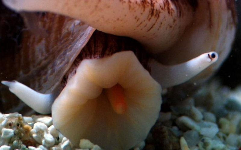 Мастурбатор Snail